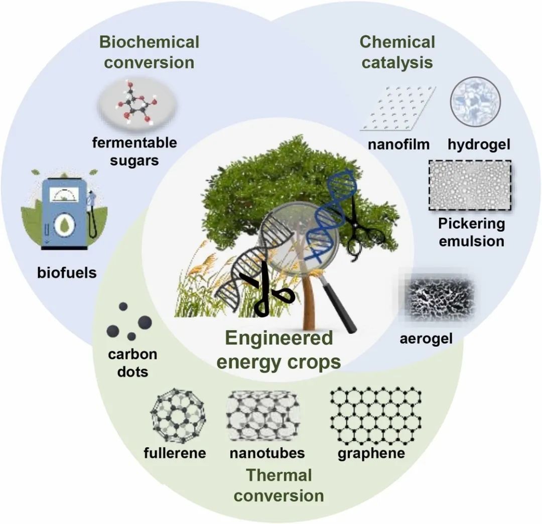 Green Carbon文章 | 湖北工业大学彭良才教授、中国科学院青岛能源所付春祥研究员：整合先进生物技术助力碳中和