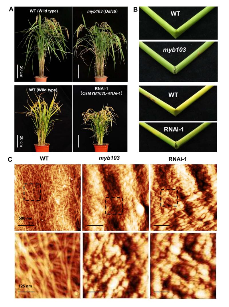 生物质能团队夏涛副教授课题组在能源作物和能源微生物的遗传改良与生化转化方面取得多项研究进展