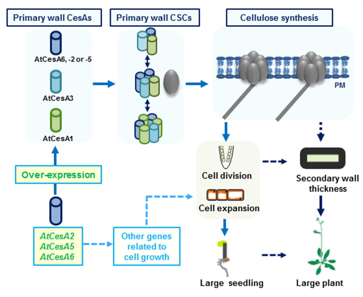 Plant Biotechnol J. | 华中农业大学生物质能课题组