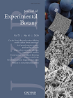 A novel rice fragile culm 24 mutant encodes a UDP-glucose epimerase that affects cell wall properties and photosynthesis