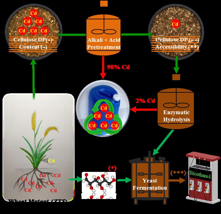 我校生物质能团队2019届硕士在Green Chemistry刊发生物能源和重金属污染治理研究论文