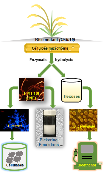 生物质能团队在揭示优质水稻秸秆绿色高效转化纤维乙醇和纳米材料机制方面取得多项进展
