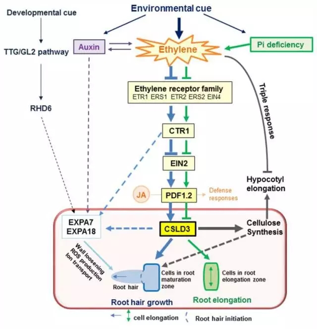 华中农大彭良才教授课题组解析CSLD3介导拟南芥的根生长和细胞伸长