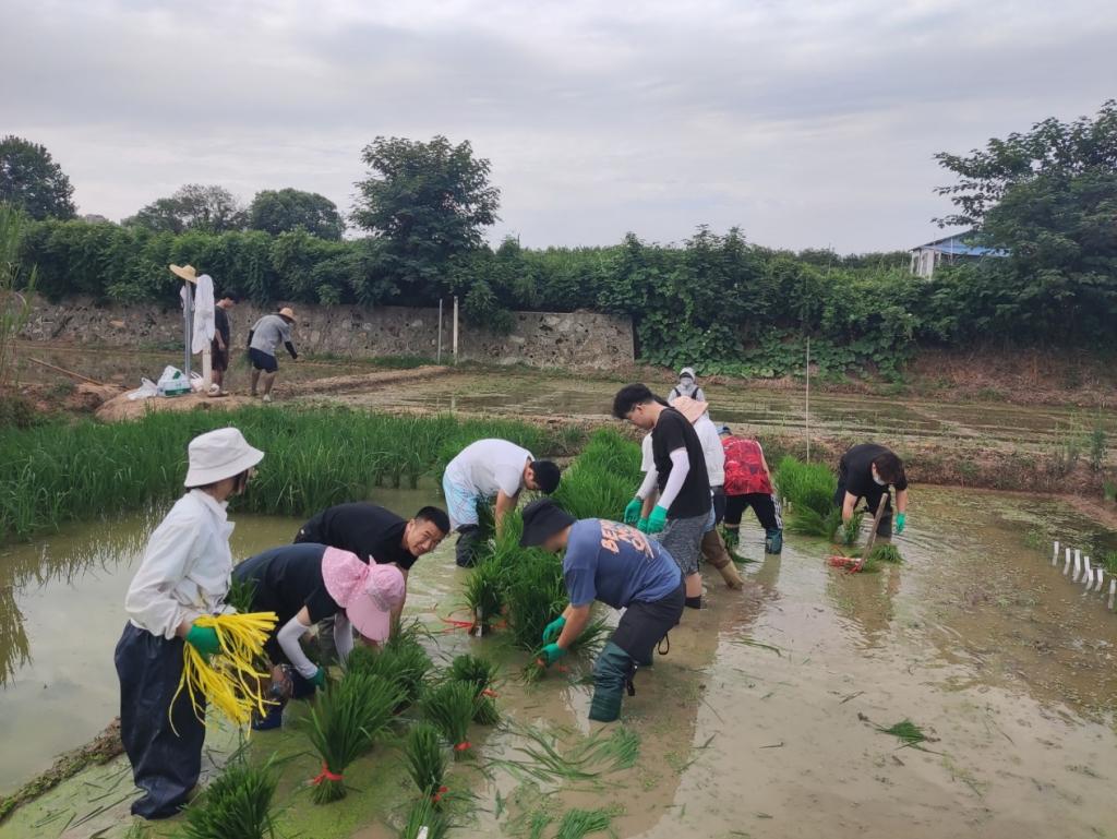 手把青秧插满田 低头便见水中天 -记生物质能2022年水稻移栽活动