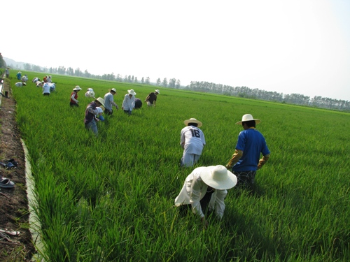 生物质与生物能源实验室鄂州之行感想集